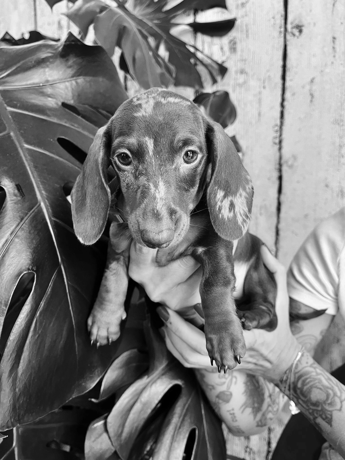 Team di ilarialquadrato: Isotta